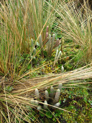 Phlegmariurus crassus