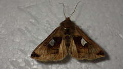 Autographa aemula