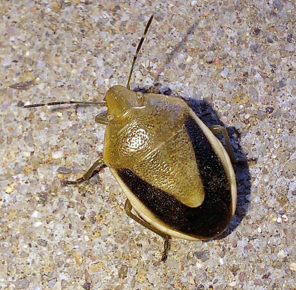 Black-winged Chlorochroa
