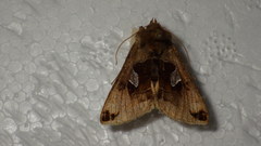 Autographa aemula