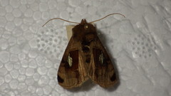 Autographa aemula