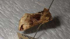 Autographa aemula