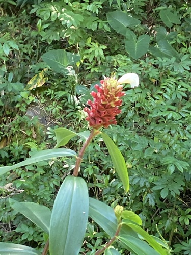 Hellenia speciosa observed 2023-03-17