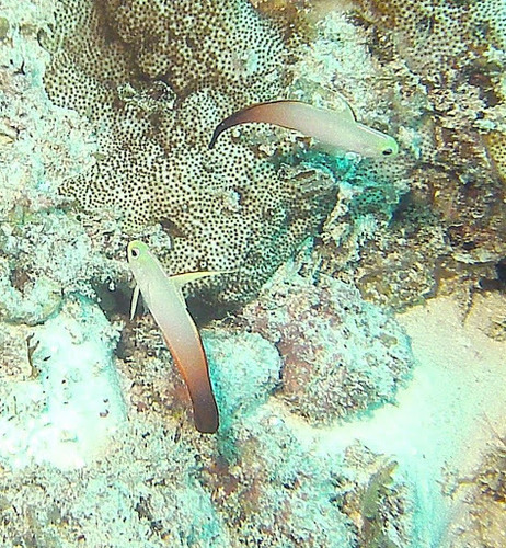 Fire Dartfish — seen at this dive site