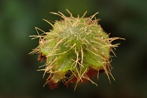Dumortiera hirsuta