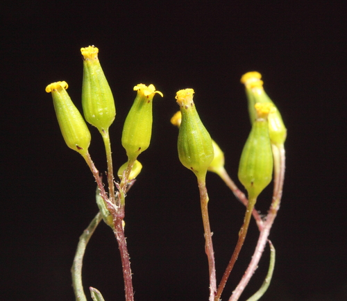 Senecio glossanthus (Sond.) Belcher