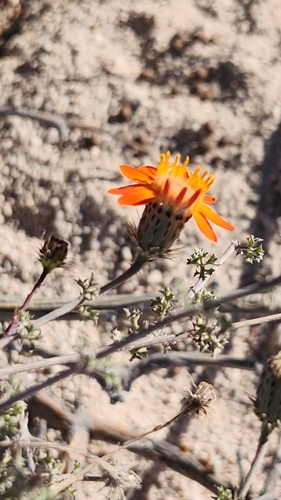 Image of Adenophyllum speciosum by no rights reserved