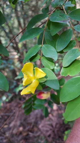 Hypericum formosanum (Hypericum formosanum)