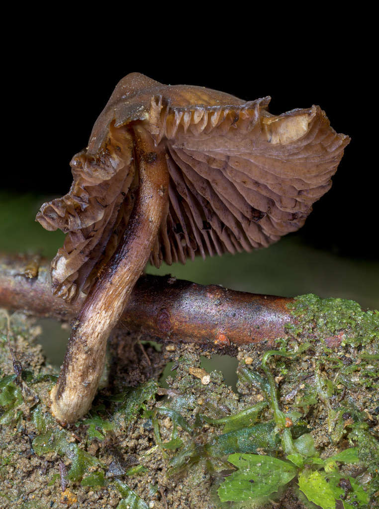Psilocybe moseri · March 2023 · photo: © alan_rockefeller (iNaturalist, cc-by-sa)