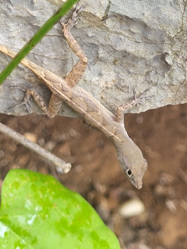 Bueycito Anole, Anolis allogus