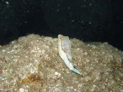 Canthigaster capistrata