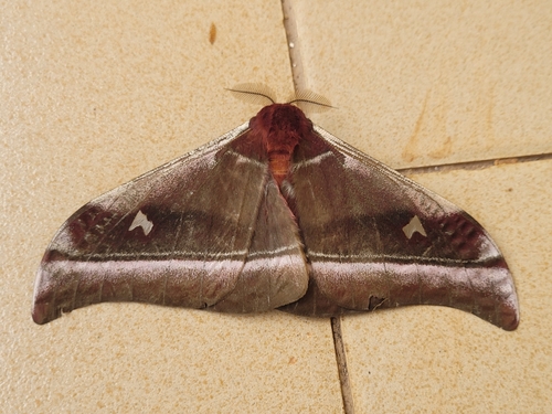 Cabbage Tree Emperor