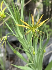 Ornithoglossum calcicola image