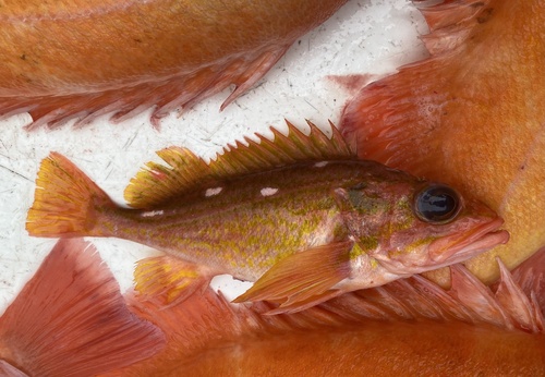 Rock cod (Sebastes helvomaculatus) — Sebastidae — 3