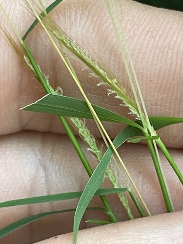 Pogonatherum crinitum iNat (3)