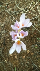 Crocus pallasii