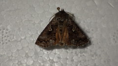 Syngrapha interrogationis