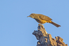 Sandstone Shrikethrush photo 2