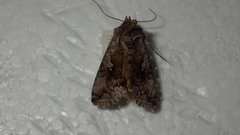 Syngrapha interrogationis