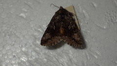 Syngrapha interrogationis