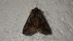 Syngrapha interrogationis