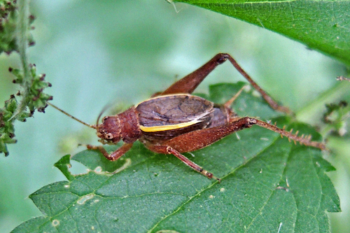 Restless Bush Cricket