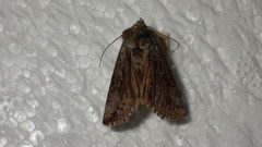 Syngrapha interrogationis