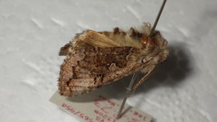 Syngrapha interrogationis