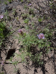 Glandularia mendocina