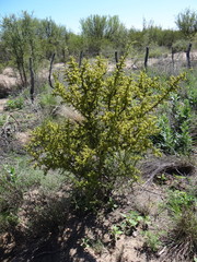 Condalia microphylla