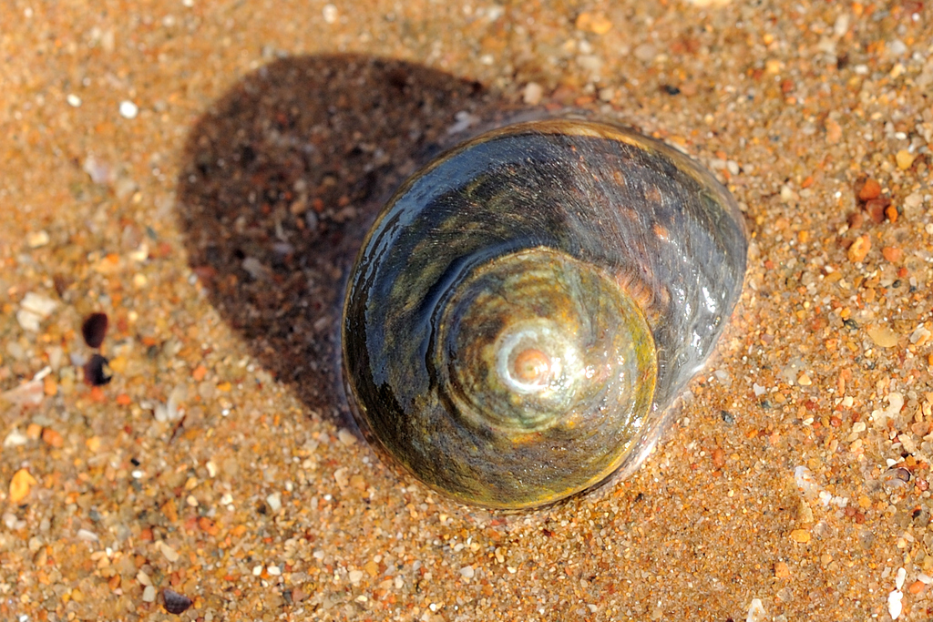 Lunella cinerea from Port Hedland on 2023년 01월 10일 (화) at 07:51 오전 by dorisreef. Port Hedland WA - Rec Centre (Keesing... 