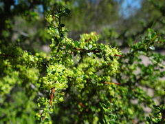 Condalia microphylla