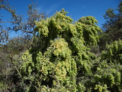 Atriplex lampa