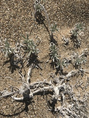 Lupinus tidestromii