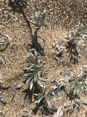 Lupinus tidestromii