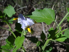 Solanum tweedianum