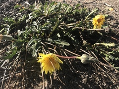 Agoseris apargioides