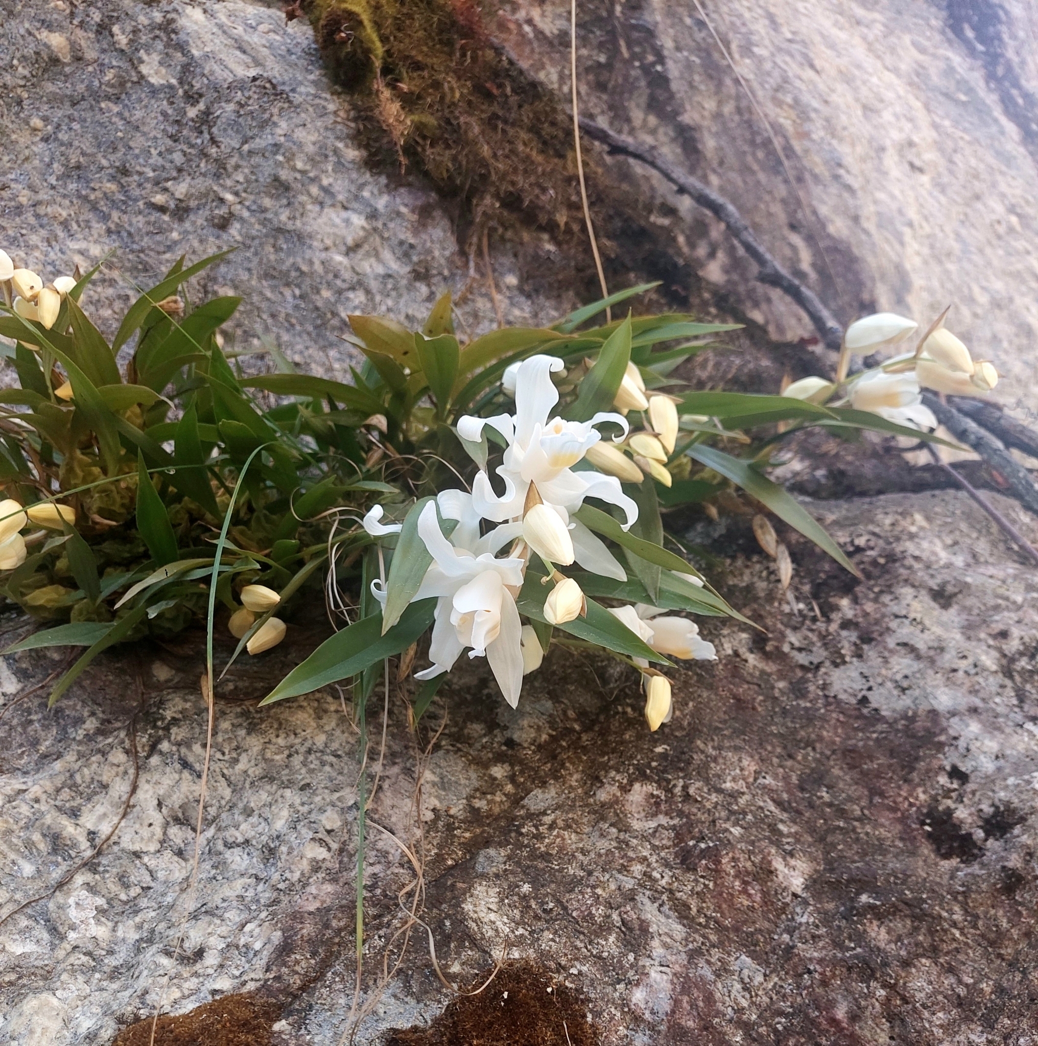 Imagem de Orquídea-dama-da-noite