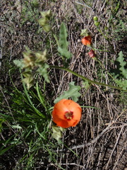 Sphaeralcea miniata