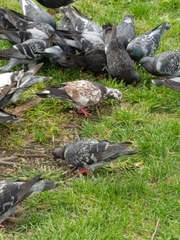Columba livia domestica