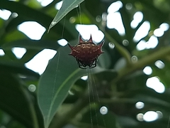 Gasteracantha curvispina