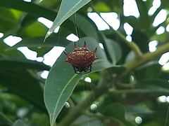 Gasteracantha curvispina