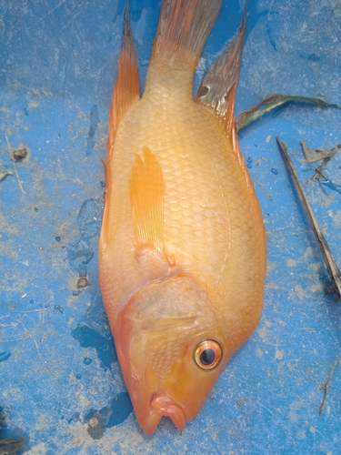Amphilophus citrinellus