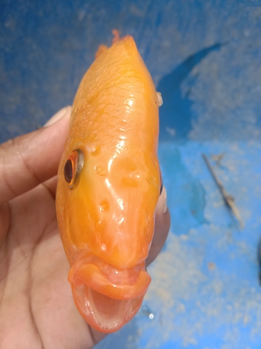 Amphilophus citrinellus