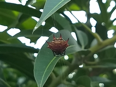 Gasteracantha curvispina