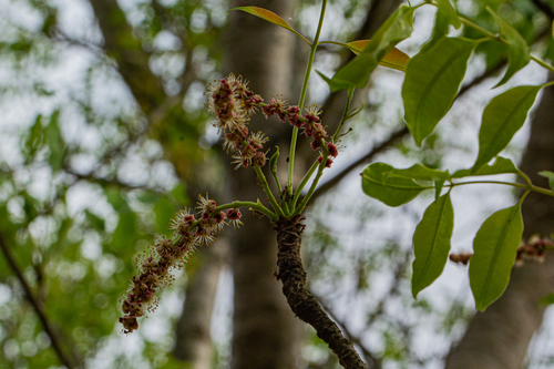 Sclerocarya image