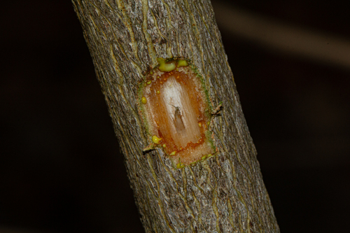 Garcinia robsoniana image