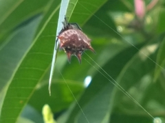 Gasteracantha curvispina