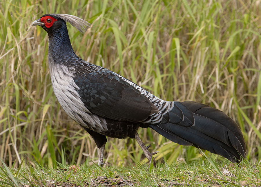 Kalij Pheasant