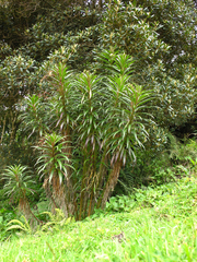 Siphocampylus lucidus